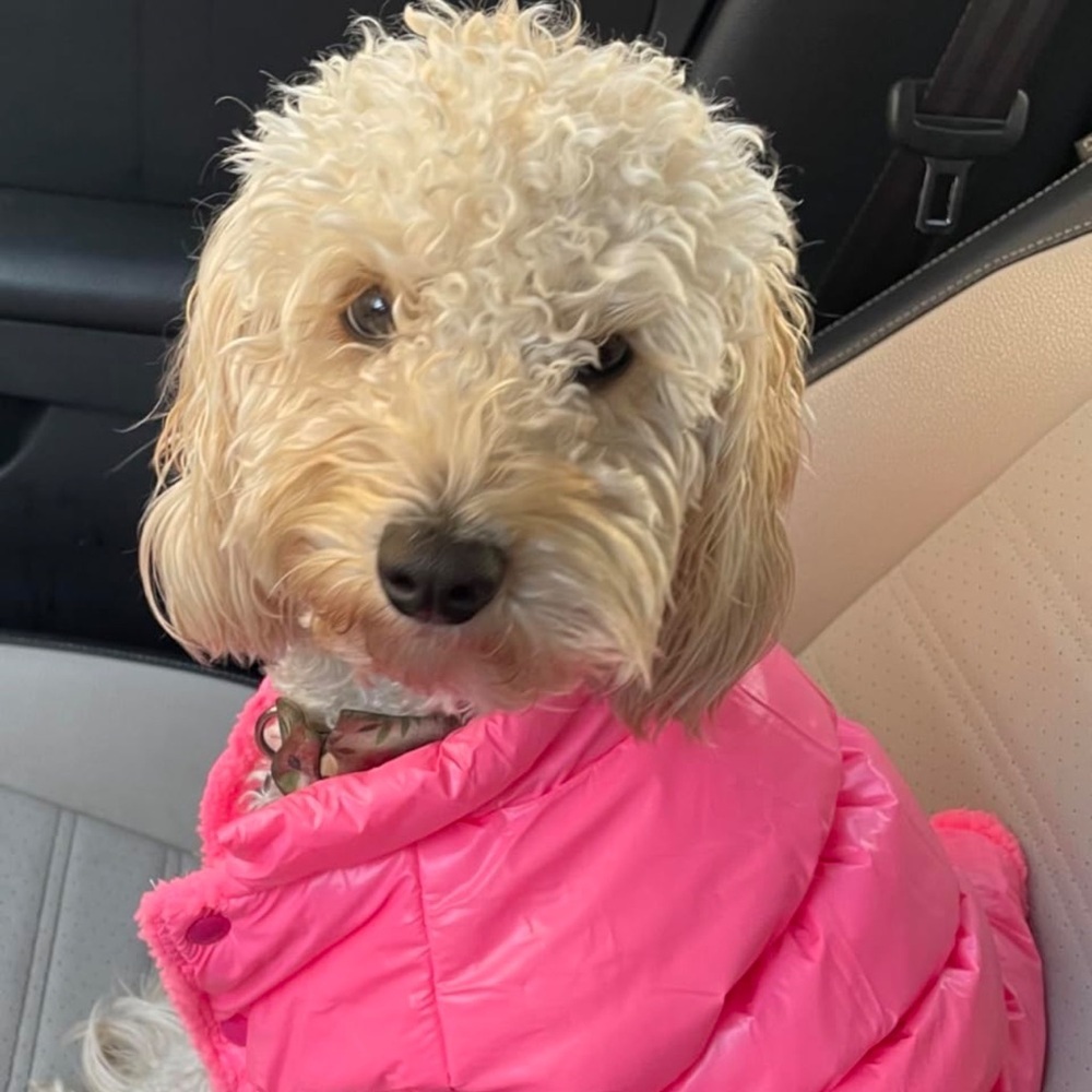 Dog Winter Puffer Jacket Size L pink Warm Pet Coat ,Dog Clothes Cozy